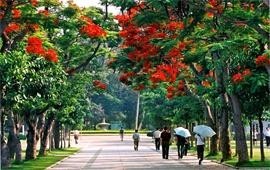 廈門大學鳳凰花開
